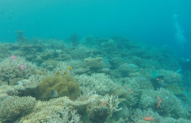 coral reef geomorphology