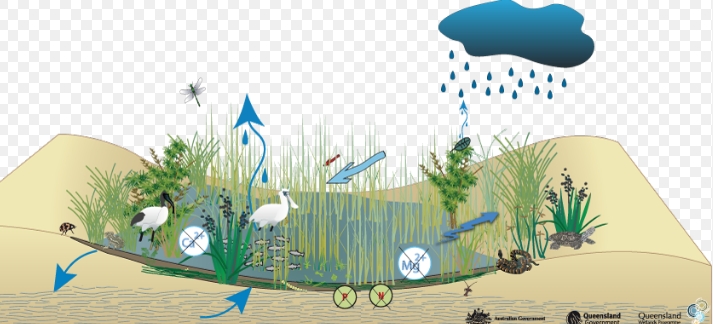 wetland geomorphology