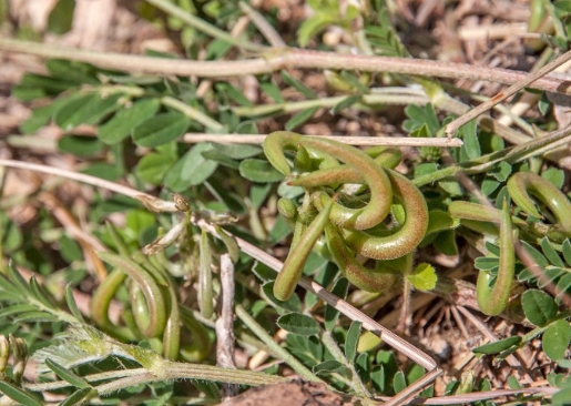 astragalus in tagalog